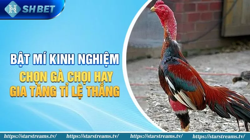Hướng dẫn về quy trình giao dịch cơ bản trên một nền tảng giao dịch trực tuyến uy tín được xếp hạng 117Bet - 117Bet