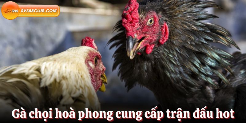 Tiền thưởng khi đến nơi hạng Nbet - Nbet