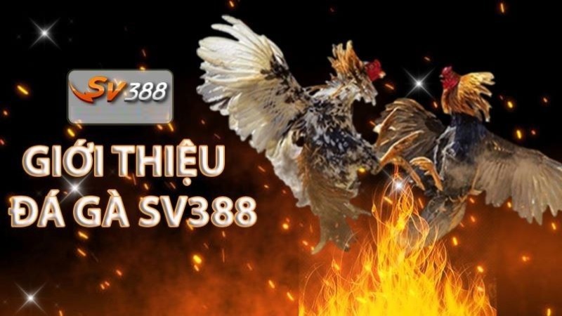 Trong sảnh chơi game của một sòng bạc trực tuyến được xếp hạng Typhu88, những trò chơi nào đáng để đầu tư? - Typhu88